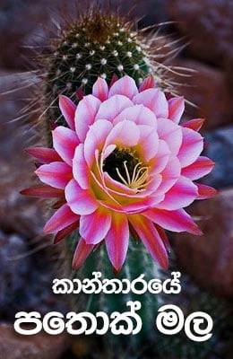 Kantharaye Pathok Mala - කාන්තාරයේ පතොක් මල
